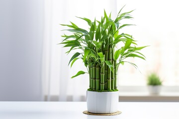 Very beautiful New year Lucky Bamboo in a vase on the table, white background - obrazy, fototapety, plakaty