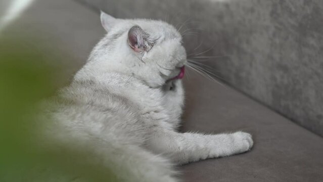 Cute white cat of British breed lying on the sofa in the sunlight, foreground green in defocus. The cat is licking his fur and washing his muzzle with his paw. Close-up. Horizontal orientation.