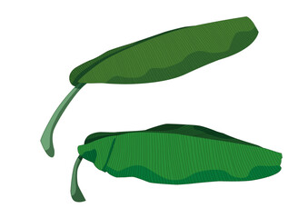 Green banana leaf fresh on white background illustration vector
