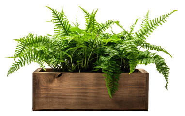 Wooden Planter Box with a Vibrant Green Oasis Nature's Delight on a White or Clear Surface PNG Transparent Background.