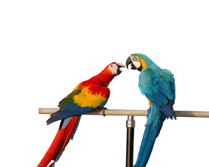 scarlet  and blue gold macaw parrot free frying isolated on white background with clipping path.
