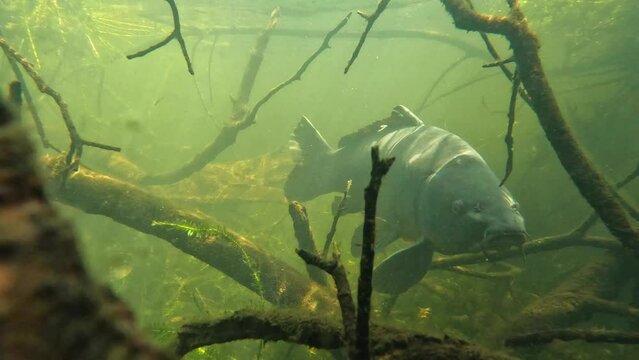 A carp emerges from the branches for a face-to-face encounter with the camera. Check the gallery for similar footages.