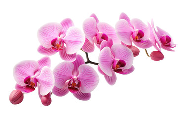 Fototapeta na wymiar Stylish and Delicate Orchid Flower on a Clean Canvas on a White or Clear Surface PNG Transparent Background.