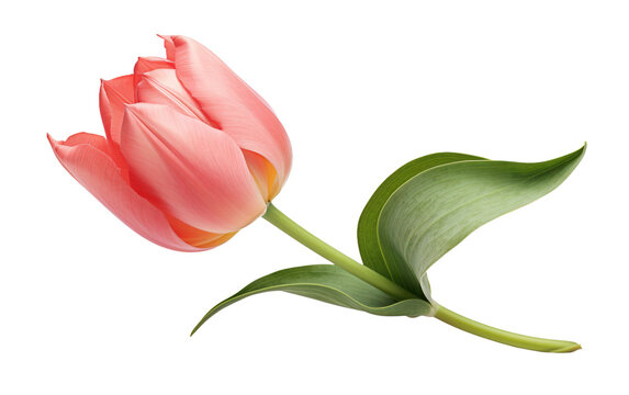 Captivating Bloom Tulip Flower Isolated on a White Background on a White or Clear Surface PNG Transparent Background.