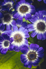 Bouquet of blue small chrysanthemums