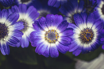 Bouquet of blue small chrysanthemums