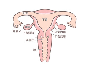 女性の臓器 子宮のイラスト　名称文字あり