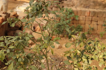 Small Indian Green Chilly plant in bright sunlight with background blur