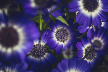 Bouquet of blue small chrysanthemums