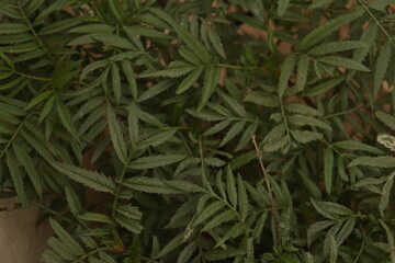 Plant leaves of Southern cone marigold or genda phool plant without the flower 