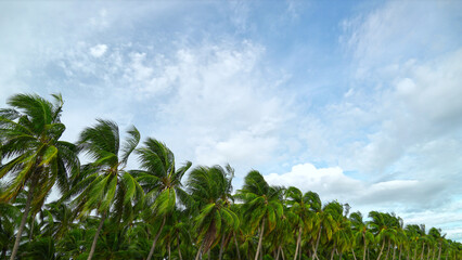 Landscape nature coconut palm trees blue sky with clouds background.