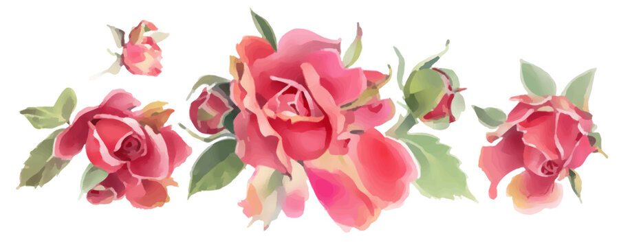 Red watercolor  roses  isolated on a white background. Hand-drawn illustration.