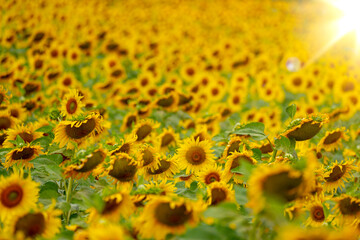 Sunflower field of flower garden on hill on sunny 
