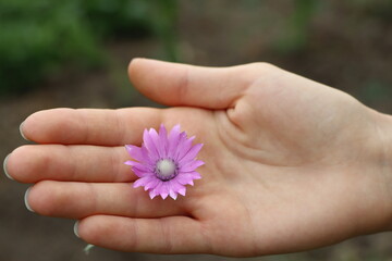 Young female hand holding purple wildflower in palm hand