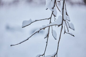 A tree branch in the snow. The winter season. Cold and frost.