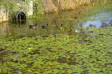 Drain and Birds