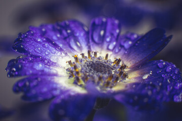 Bouquet of blue small chrysanthemums