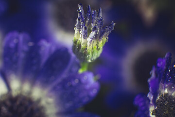 Bouquet of blue small chrysanthemums