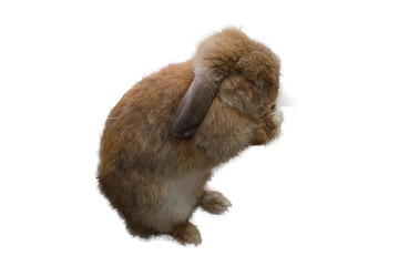 Cute Holland Lop rabbit, droopy ears, chubby brown, stands to clean himself. It was tamed Holland...