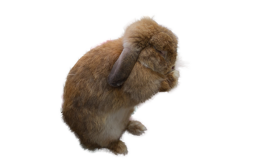 Cute Holland Lop rabbit, droopy ears, chubby brown, stands to clean himself. It was tamed Holland Lop rabbit. It's fat, young, fluffy and playful. White background, PNG, isolated, transparent.
