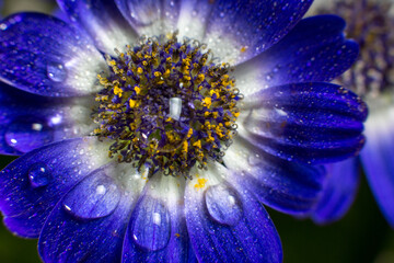 Bouquet of blue small chrysanthemums