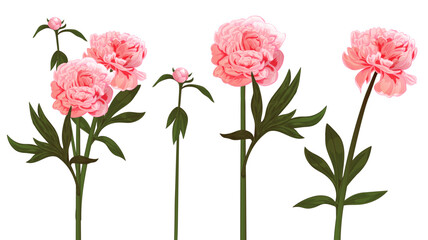 Set of peony: pink, white, red flowers, buds, green stems, leaves on white background. Realistic botanical illustration for Valentines Day greeting card in watercolor style, panoramic view, vector