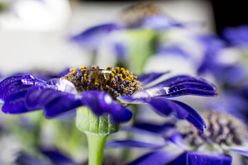 Bouquet of blue small chrysanthemums