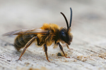 Colorful closeup on a golden brown male Gray-gastered mining bee, Andrena tibialis, sitting on wood