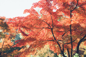 赤い紅葉