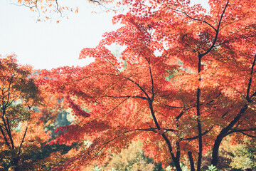 赤い紅葉