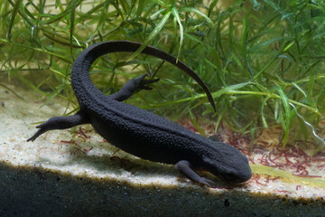 Closeup on a female Japanese fire-bellied newt, Cynops pyrrhogaster, in an aquarium