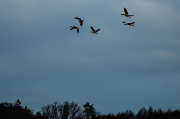 A gaggle of greylag geese flies over trees under overcast sky.