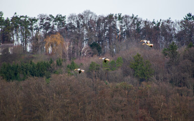 A gaggle of greylag geese glide before landing with a forest in the background.