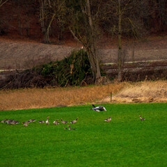 Two greylag geese  land on a field with other geese looking on.
