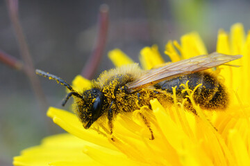 Closeup on a brown hairy male grey-gastered mining bee, Andrena tibialis