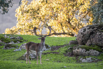 European Fallow Deer - Dama dama, large beautiful iconic animal from European forests and meadows, Andalucia, Spain.