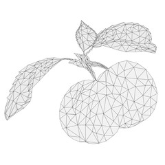 Apricots with leaves dessert fruit outline low-polygon vector Illustration editable hand draw