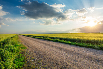 Country gravel road and green wheat field with sky clouds at sunset - obrazy, fototapety, plakaty