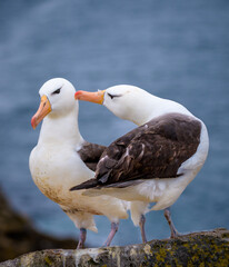Black-browed albatross (Thalassarche melanophris) pair at their colony, West Point Island, Falkland Island