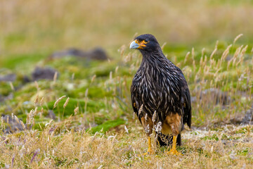 Striated caracara (Phalcoboenus australis), West Point Island, Falkland Island