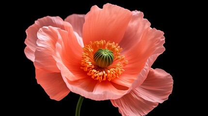 flower and bud of peach poppy, wallpaper photo.