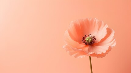 A delicate peach poppy flower, a photo wallpaper, a place for text.