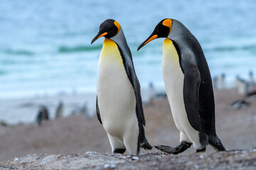 King penguins (Aptenodytes patagonicus), Saunders Island, Falkland Islands