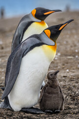King penguins (Aptenodytes patagonicus) pair with chick, Saunders Island, Falkland Islands