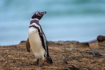 Magellanic penguin (Spheniscus magellanicus), Saunders Island, Falkland Islands - obrazy, fototapety, plakaty