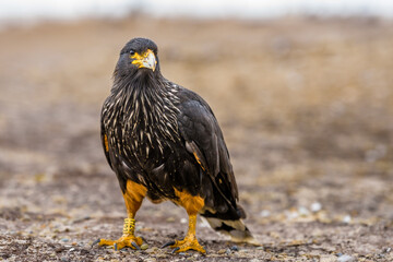 Striated caracara (Phalcoboenus australis)