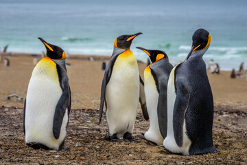King penguins (Aptenodytes patagonicus), Saunders Island, Falkland Islands