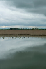 Water lilies in the lake. Reflections on the lake in the early morning. Golyaka, Duzce, Türkiye.