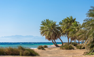 palm trees by the sea against the backdrop of mountains in Egypt Dahab South Sinai