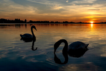 The silhouettes of these two swans are reflected in the water during this beautiful sunset over Lake Zoetermeerse Plas